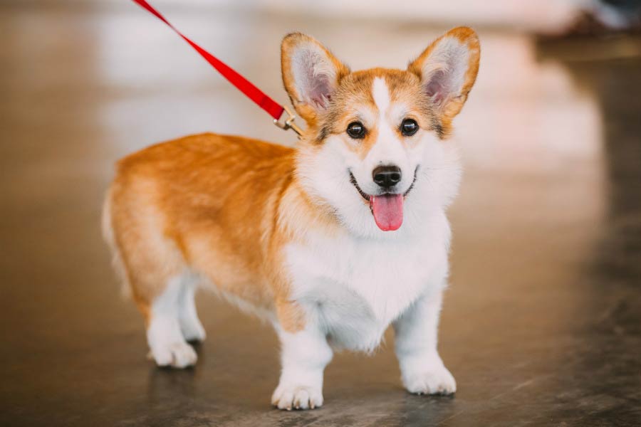 Corgi gây ấn tượng nhờ vẻ ngoại đáng yêu
