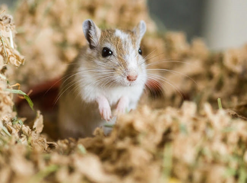Bạn cũng có thể nuôi chuột nhảy trong phòng riêng
