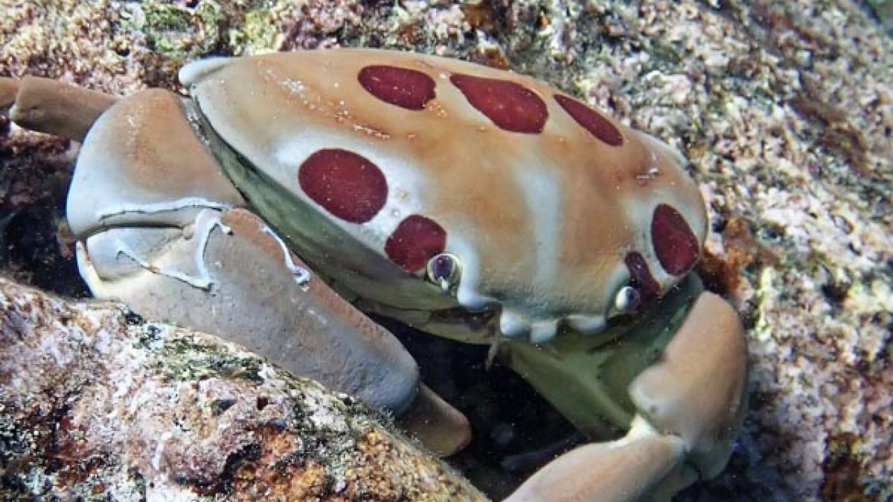 Cua mặt trăng sống ẩn náu trong các bãi đá san hô quanh, thường xuất hiện theo mùa gió nam