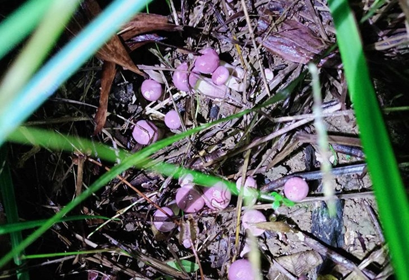 Nấm tràm mọc tua tủa sau mưa