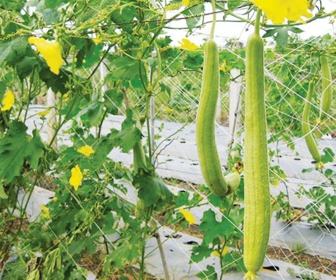 Cả quả mướp và lá mướp đều có thể sử dụng để nấu ăn