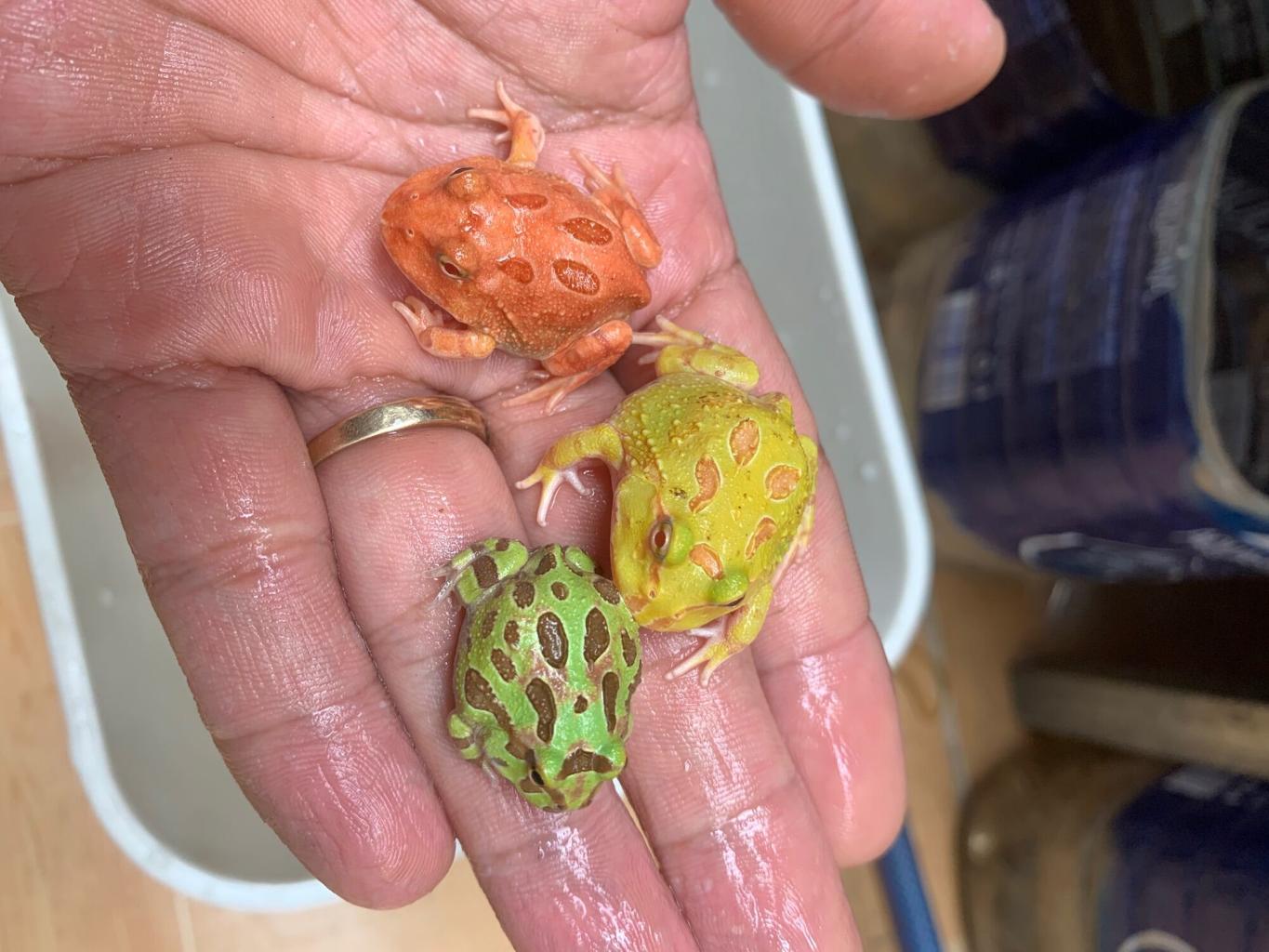 Ếch Pacman đa dạng về màu sắc