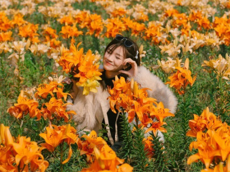 Rừng phong hương gần ngôi chùa cổ ở Hải Phòng hút khách check-in mùa thay lá