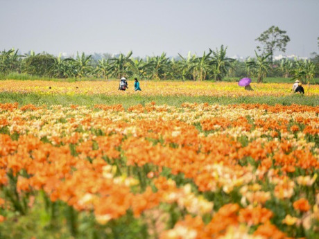 Ngỡ ngàng cánh đồng hoa ly bên sông Kinh Thầy