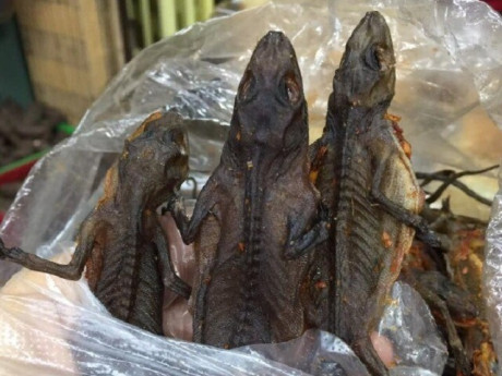 “Lộc trời” ở núi Bà Đen bò ra từ trong hang đá, dân bắt về phơi khô thành đặc sản, giá 1,5 triệu đồng/kg vẫn khó mua