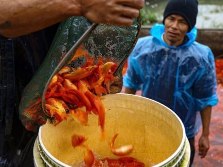 Nhộn nhịp thủ phủ cá chép đỏ cúng Tết ông Công, ông Táo