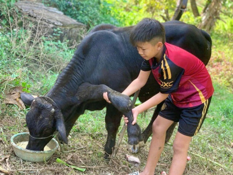 Độc lạ con bò đực có 6 chân ở Thanh Hóa