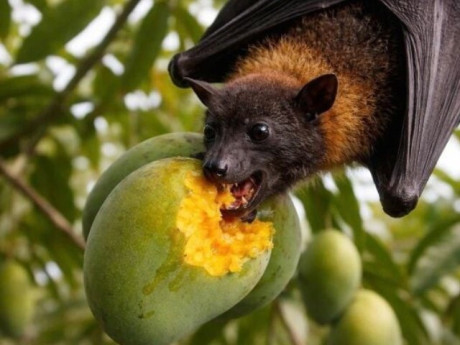 Bộ Y tế yêu cầu sẵn sàng đáp ứng các sự cố lây truyền bệnh của virus Nipah có thể xảy ra do thực phẩm