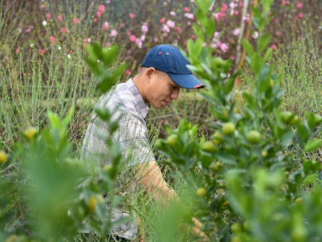 Theo chân tiểu thương ăn ngủ cùng đào quất ở chợ hoa Tết Hà Nội