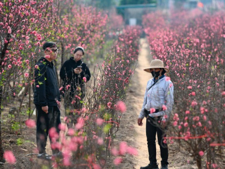 24 tháng Chạp: Đào nở sớm, khách thưa thớt, làng Nhật Tân như... mất Tết