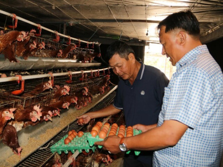 Nuôi gà đẻ kiểu gì mà một ông nguyên là công chức bàn giấy ở An Giang cứ qua 1 ngày là cầm 25 triệu ngon ơ?