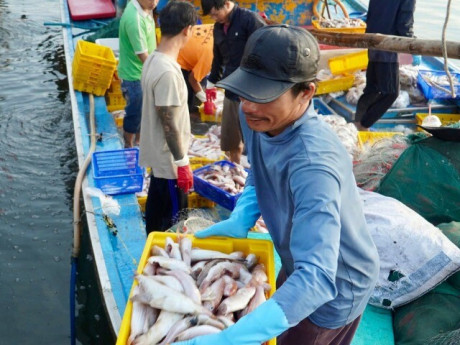 Tàu thuyền tôm cá đầy khoang nườm nượp cập cảng Phan Thiết ngày áp Tết