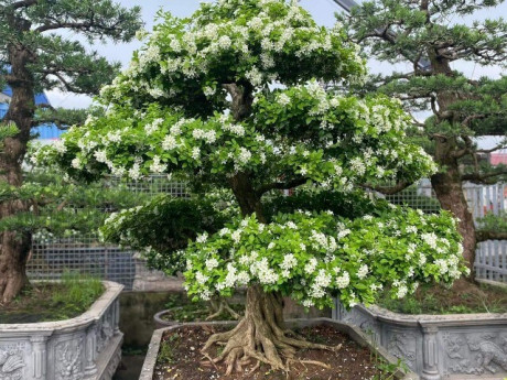 Loại cây xưa trồng làm hàng rào, nay thành siêu phẩm bonsai mang biểu tượng may mắn, có cây giá tiền tỷ