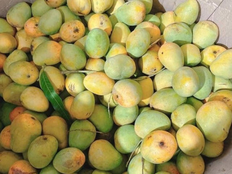 Lifestyle - Loại quả "lạ mà quen", xưa không ai biết đến nay thành đặc sản nhờ hương vị đặc biệt, dân thành phố thích mê