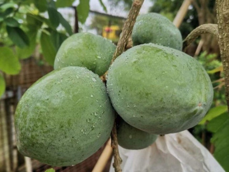 Loại quả xưa không ai biết, nay thành đặc sản nổi tiếng có hương vị lạ lẫm, giá đắt đỏ mà vẫn cháy hàng