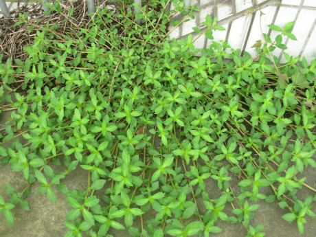 Cây dại mọc bờ bụi nay thành đặc sản nhờ hương vị lạ, nấu món nào cũng ngon, càng ăn càng mê