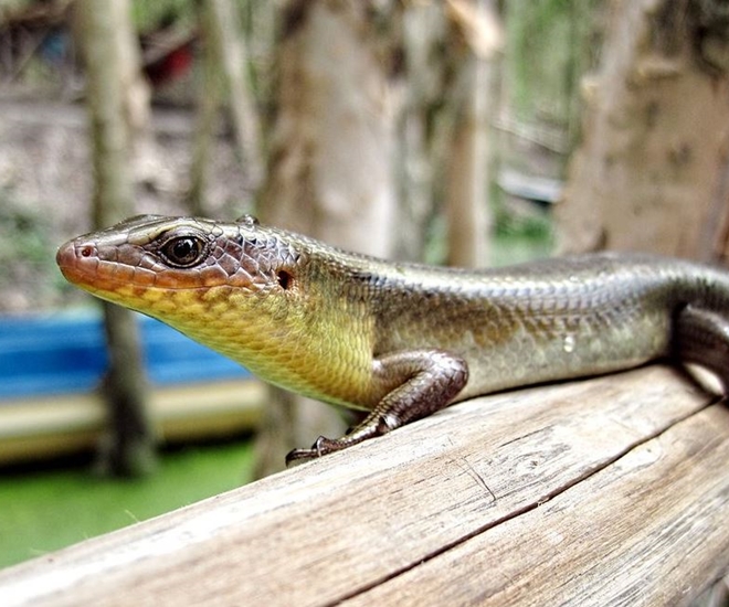 Rắn mối trông ghê nhưng vô hại