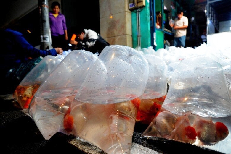 Rất nhiều loại cá được bày bán tại chợ với giá khác nhau