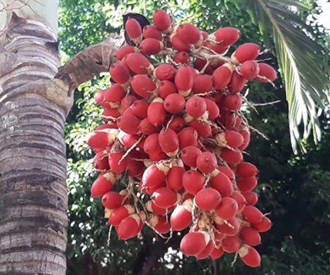 Quả cau cảnh lúc chín có màu đẹp mắt