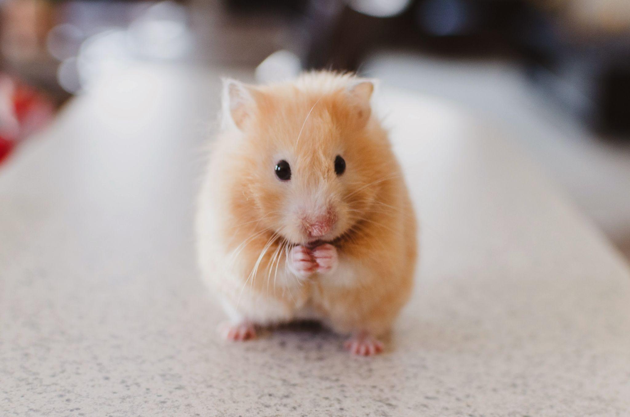 Chuột Hamster phù hợp trong không gian nhỏ