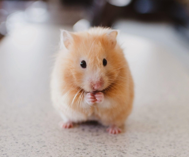 Chú chuột Hamster nhỏ xinh