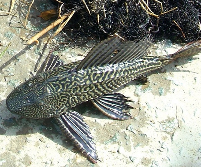 Cá lau kiếng trở thành đặc sản trong ẩm thực miền Tây sông nước