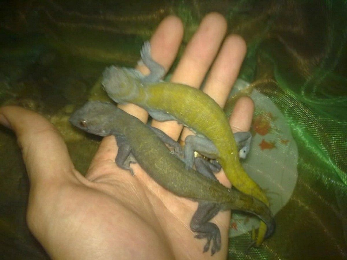 Thằn lằn trở thành đặc sản nức tiếng