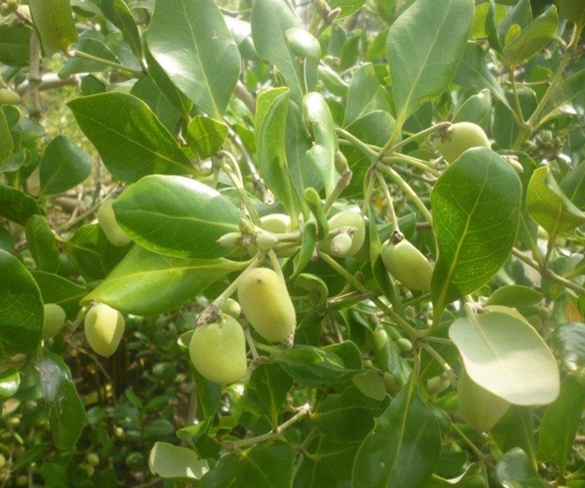 Cây mắm là đặc sản ở vùng biển đất mặn