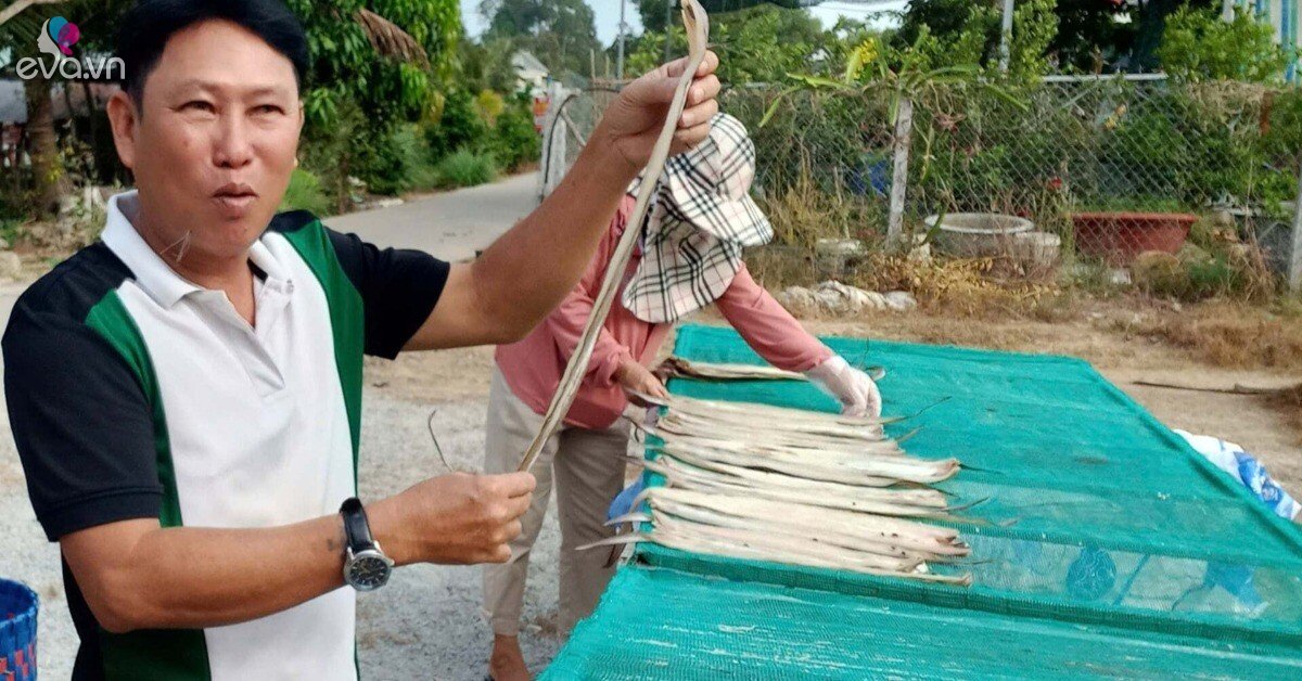 Loại cá xưa bị chê lên bờ xuống ruộng, dân ghẻ lạnh, nay hóa thành đặc ...