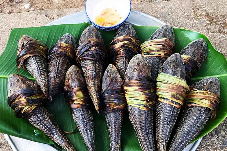 Cá lau kiếng là loài sinh vật không phải ai cũng dám ăn, nhưng đã ăn một lần sẽ nhớ mãi hương vị của nó