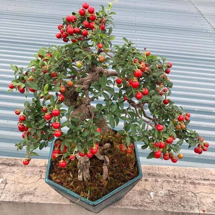 Chậu sơ ri mini cũng là sản phẩm đắt hàng, được nhiều người tìm mua với ý nghĩa mang lại may mắn, tài lộc