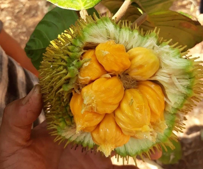 Mít nài hấp dẫn từ hình thức, màu sắc cho tới hương vị lạ