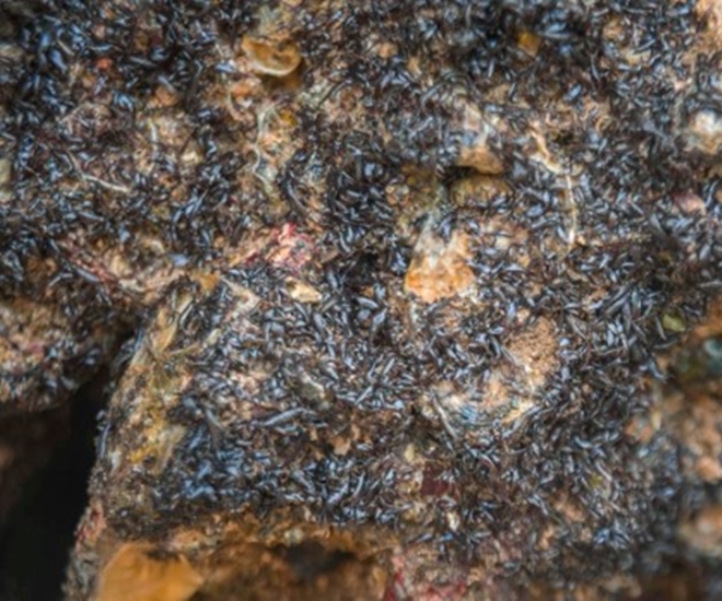 Rau cạo mọc trên đá là đặc sản ở Quỳnh Lưu