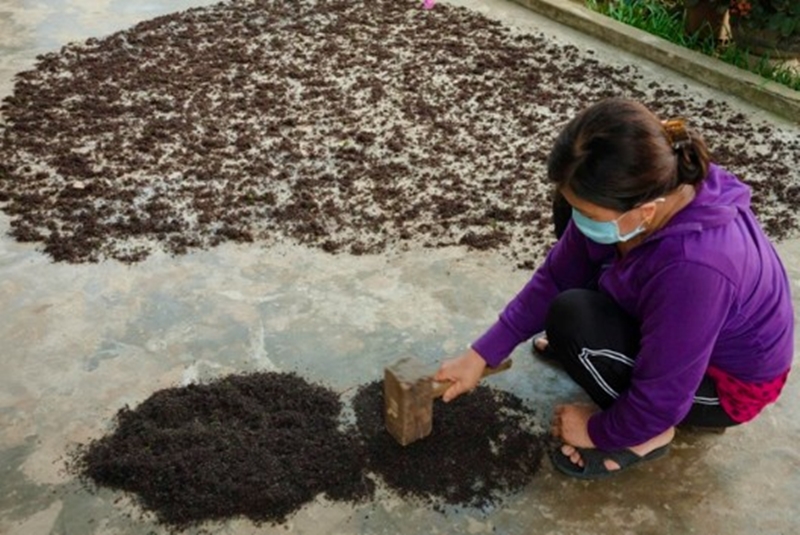 Ngoài rau cạo tươi, người dân còn làm rau cạo khô để ăn được quanh năm