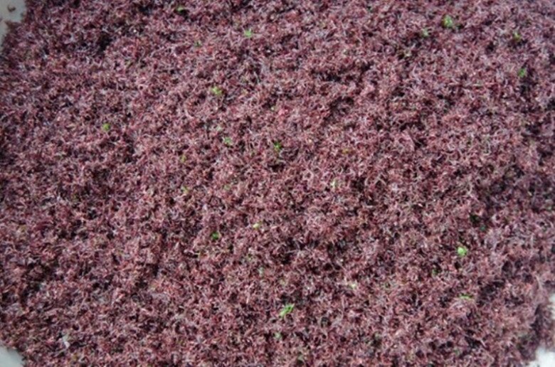 Chúng tạo nên một thảm màu trông rất hấp dẫn 