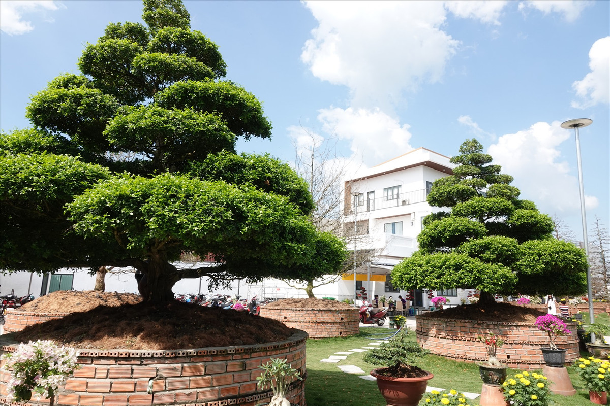 Siêu phẩm nguyệt quế bonsai có giá bán hàng tỷ đồng