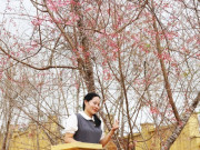 Lifestyle - Mãn nhãn với sắc hoa anh đào đang nở rộ ở Măng Đen