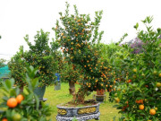 Tin tức - Ngắm vườn quất mộc căn thế "độc" tại làng ven sông Hà Nội