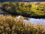 Lifestyle - Tràng An say đắm lòng người mùa lau sậy trổ bông