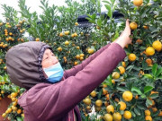 Tin tức - VIDEO: "Thủ phủ" quất Tết ở Hà Nội nóng lên từ rất sớm