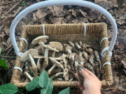 Lifestyle - Đặc sản Vĩnh Long mọc từ ổ mối, mỗi năm chỉ có một mùa, có tiền cũng khó mua