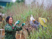Tin tức - "Thủ phủ" trồng đào xứ Thanh thay áo mới chuẩn bị đón Tết