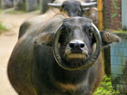 Tin tức - Con trâu có cặp sừng mọc ngược hiếm gặp, giúp lão nông xây nhà, tậu xe