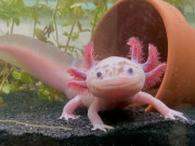 Lifestyle - Quên cá cảnh đi, đây mới là 5 loài thú cưng nuôi dưới nước độc lạ lại dễ chăm sóc, giá rẻ ai cũng mua được