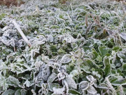 VIDEO: Băng giá xuất hiện tại một tỉnh miền Trung khi nhiệt độ xuống âm 5 độ C