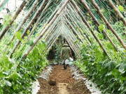 Tin tức - Những luống rau hồi sinh giữa vùng "rốn lũ"