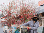 Tin tức - Đào quất xuống phố, người Hà Nội sắm Tết sớm