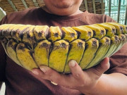 Tin tức - Người đàn ông đưa giống chuối "độc, lạ" về trồng ở "thủ phủ chuối" Quảng Trị