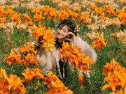 Lifestyle - Rừng phong hương gần ngôi chùa cổ ở Hải Phòng hút khách check-in mùa thay lá