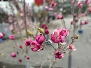 Tin tức - Lan, đào khoe sắc, người dân Hà Nội háo hức mang Tết sớm về nhà